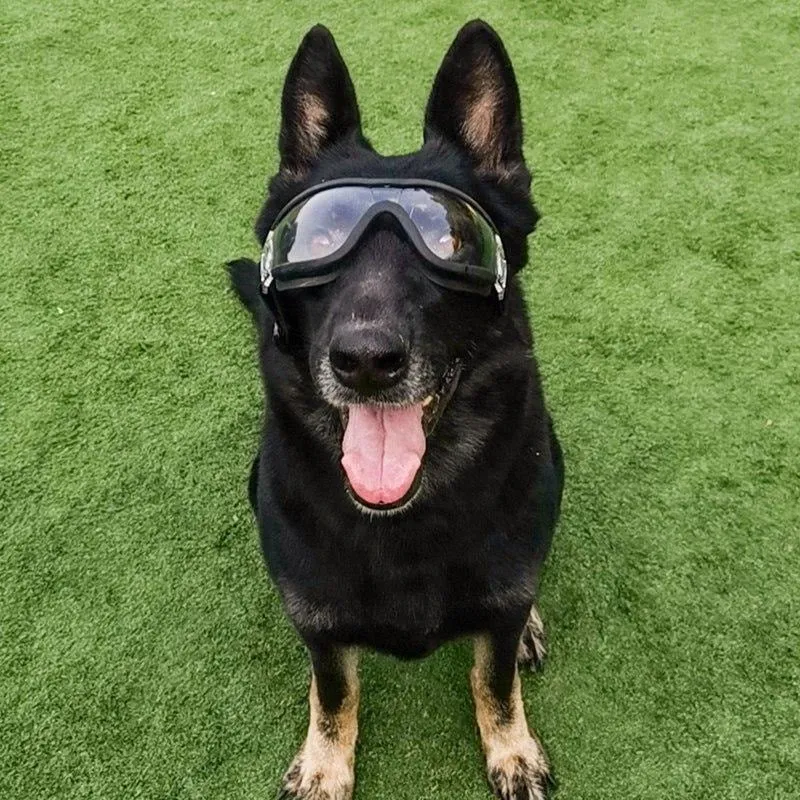 Dog Goggles Medium and Large