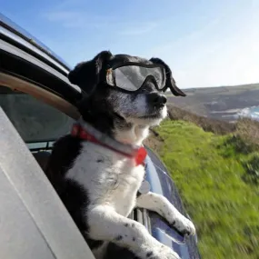 Dog Goggles Medium and Large